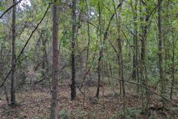 1113 Chappell Creek Road photo 4