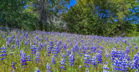 6412 Mt. Aukum Rd, Somerset, CA 95684 Photo