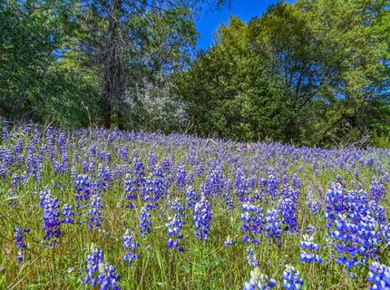 6412 Mt. Aukum Rd, Somerset, CA 95684 Photo