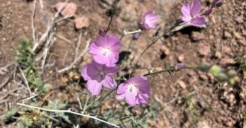 80 Rodero Road, Reno, NV 89510 Photo