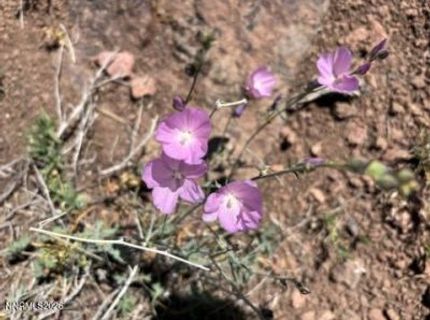 80 Rodero Road, Reno, NV 89510 Photo