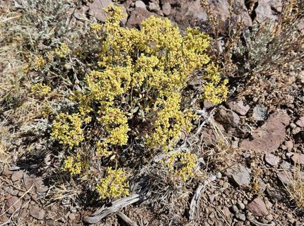 80 Rodero Road, Reno, NV 89510 Photo