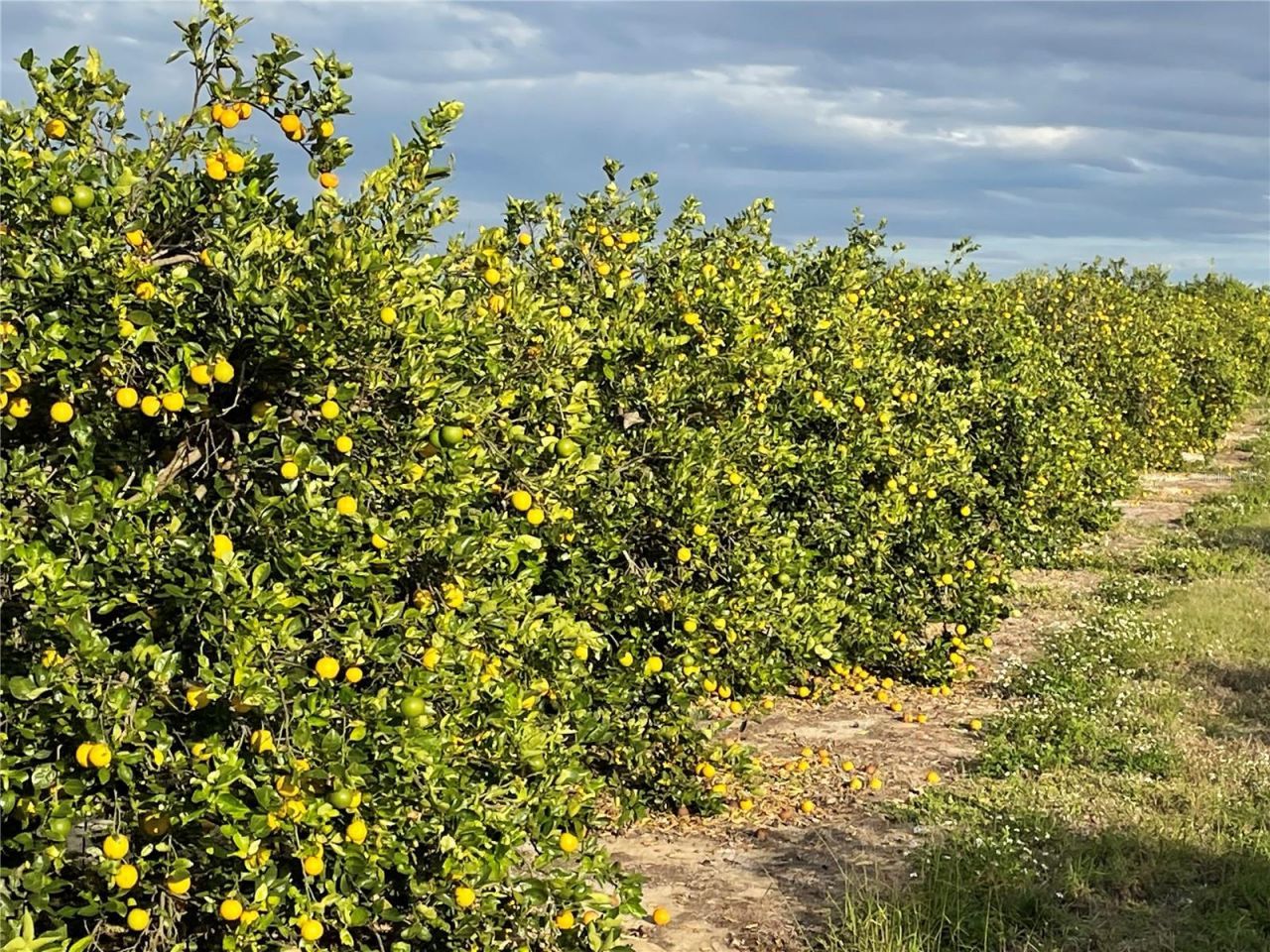 Lawrence Stewart Road, Frostproof, FL 33843 Photo