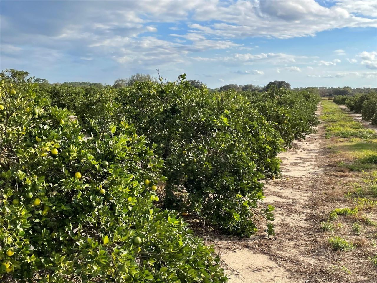 Lawrence Stewart Road, Frostproof, FL 33843 Photo