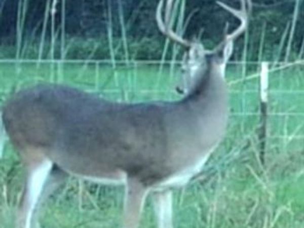 TBD 12 FM 1848, Buffalo, TX 75831