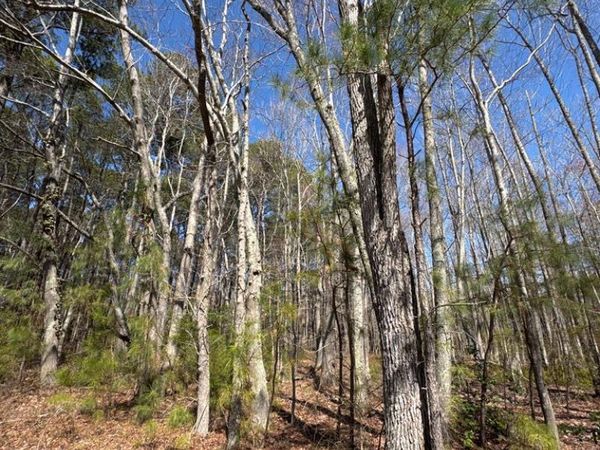 LOT 29 Liberty Rd, REEDVILLE, VA 22539
