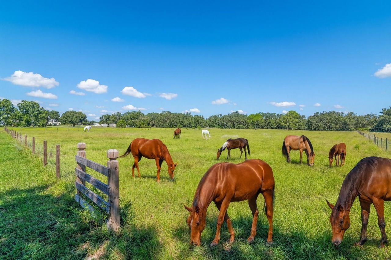 3933 Mammoth Grove Road, Lake Wales, FL 33898 Photo