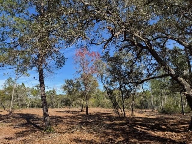 11901 NE 150th Ave Road, Fort Mc Coy, FL 32134 Photo