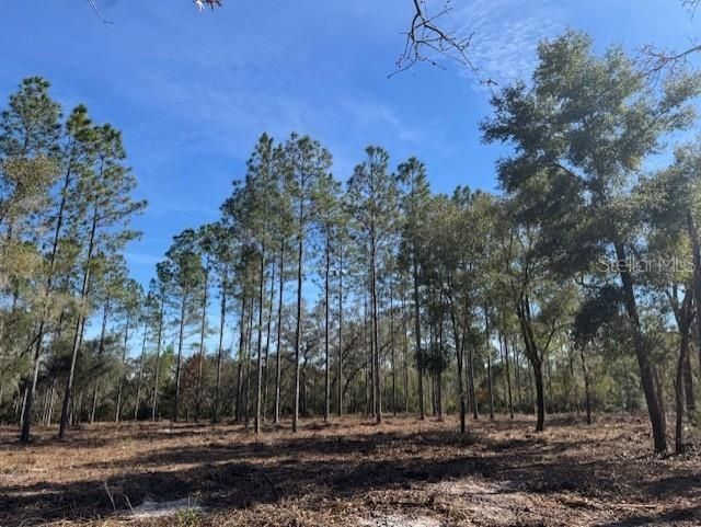 11901 NE 150th Ave Road, Fort Mc Coy, FL 32134 Photo