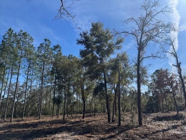 11901 NE 150th Ave Road, Fort Mc Coy, FL 32134 Photo