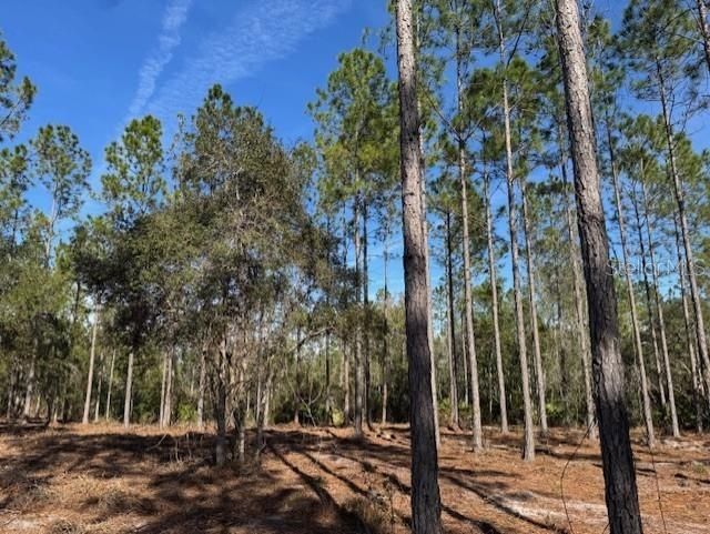 11901 NE 150th Ave Road, Fort Mc Coy, FL 32134 Photo