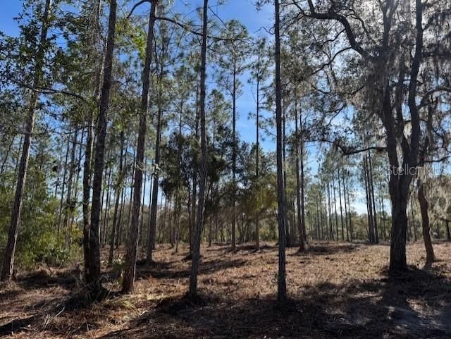 11901 NE 150th Ave Road, Fort Mc Coy, FL 32134 Photo