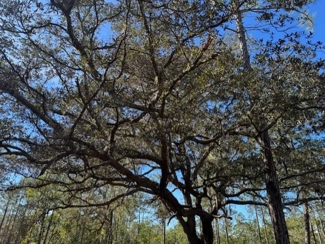 11901 NE 150th Ave Road, Fort Mc Coy, FL 32134 Photo