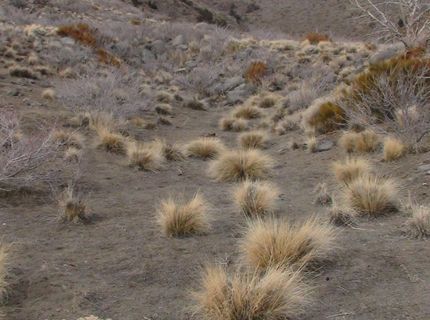 1265 Freds Mountain Road, Reno, NV 89508 Photo