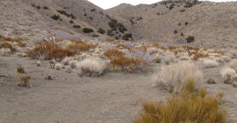 1265 Freds Mountain Road, Reno, NV 89508 Photo