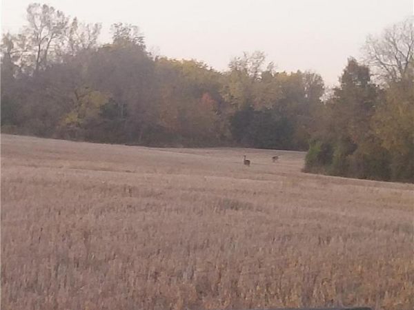 17-Acres E 315th Street, Drexel, MO 64742