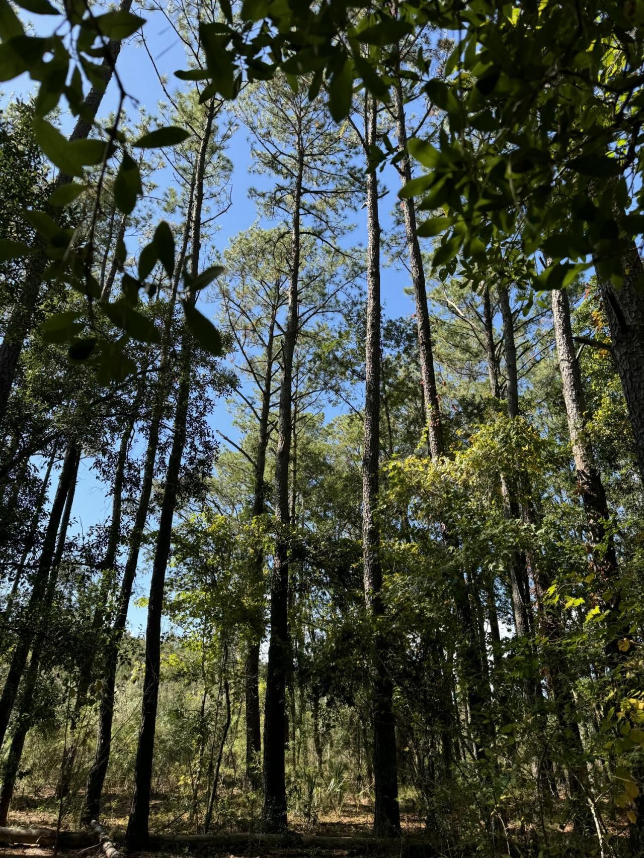 0 Harvest Time Place Photo 8