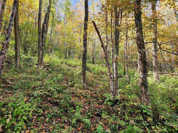 Lot 39 Rocky Road, Harman, WV 26270