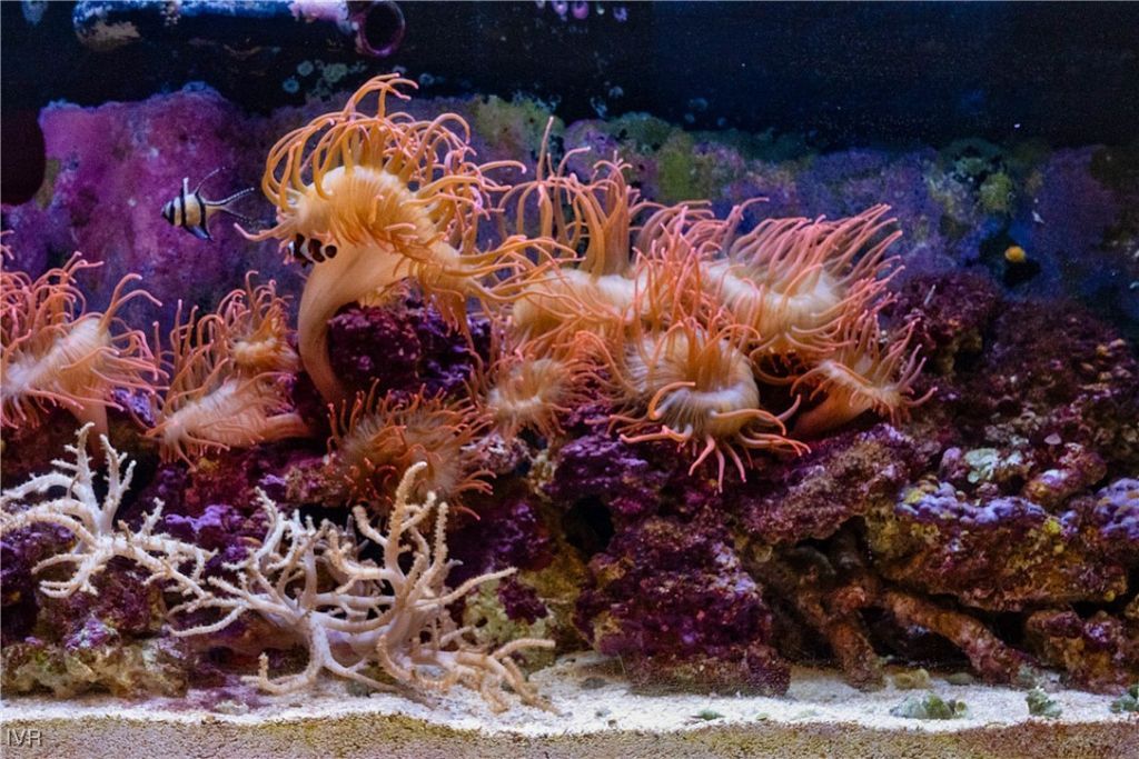 572 Rockrose Court, Incline Village, NV 89451 Photo