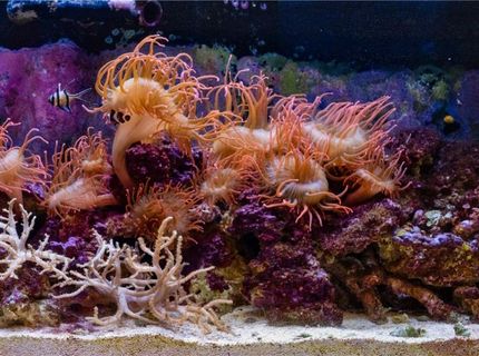 572 Rockrose Court, Incline Village, NV 89451 Photo