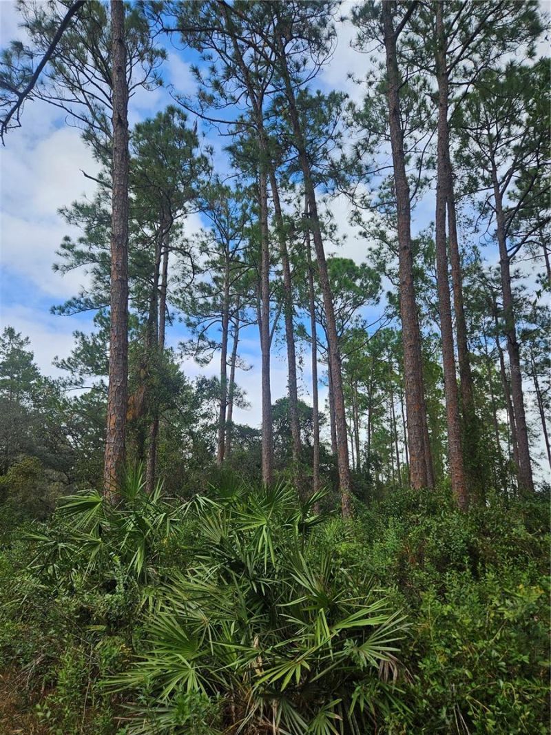 Please Call For Address, Deltona, FL 32738 Photo