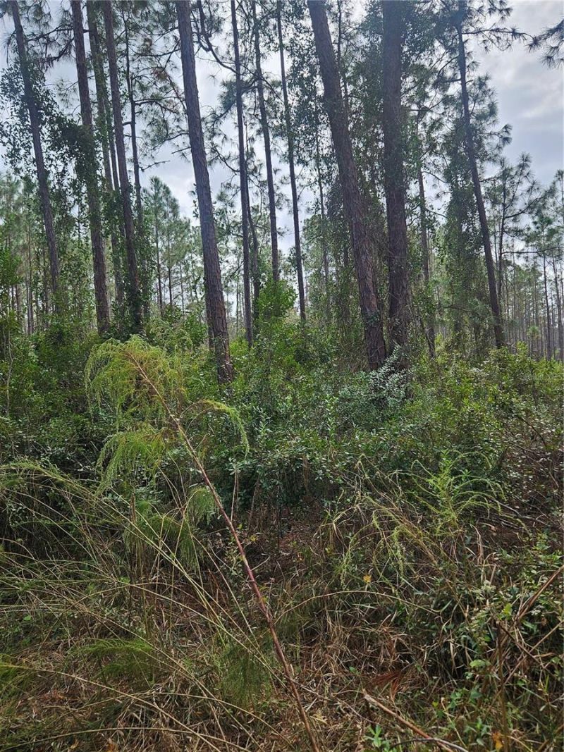 Please Call For Address, Deltona, FL 32738 Photo