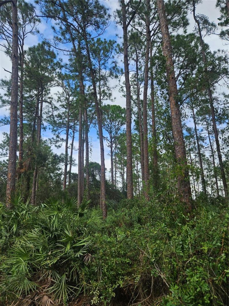 Please Call For Address, Deltona, FL 32738 Photo