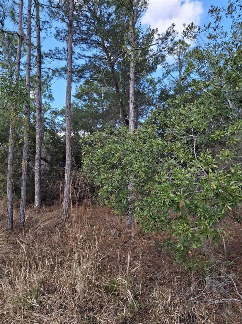 Please Call For Address, Deltona, FL 32738 Photo