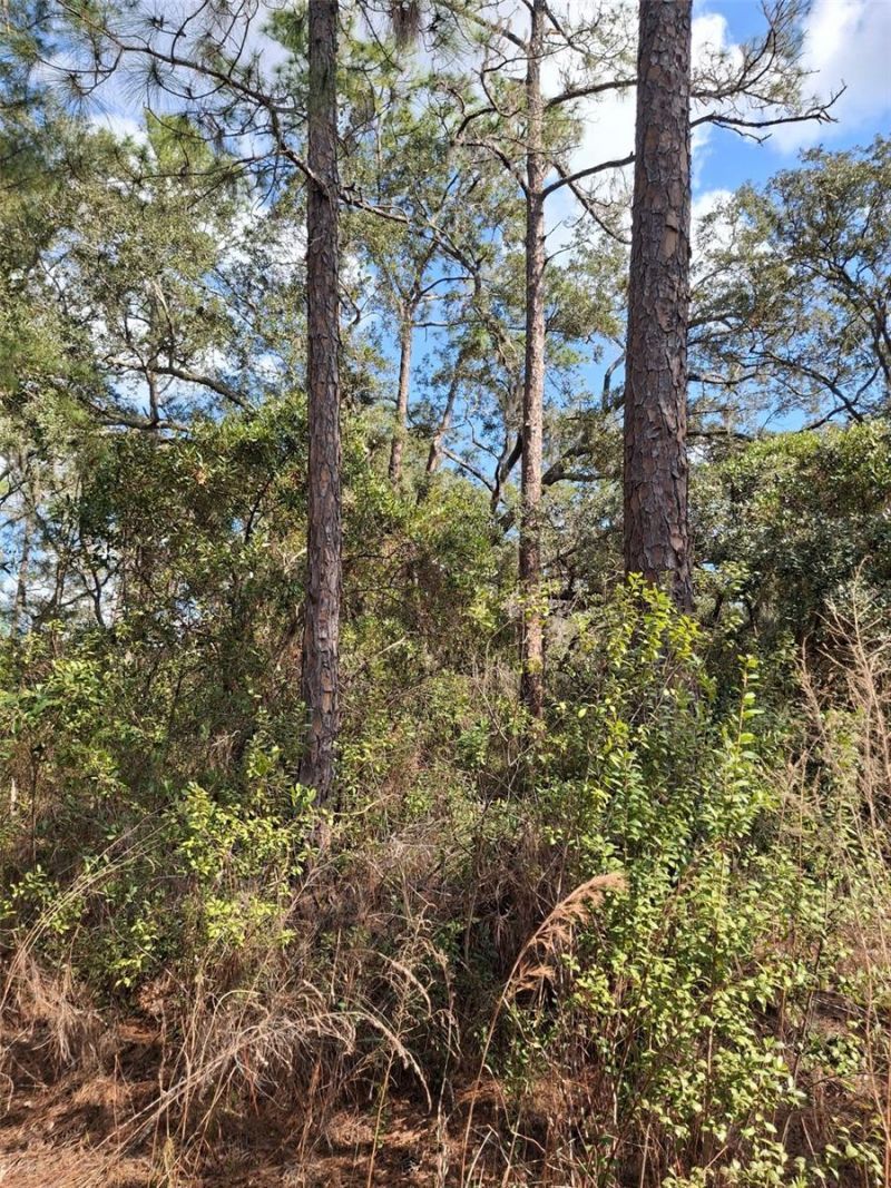 Please Call For Address, Deltona, FL 32738 Photo