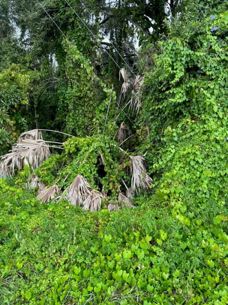 W Burleigh Boulevard, Tavares, FL 32778 Main Photo