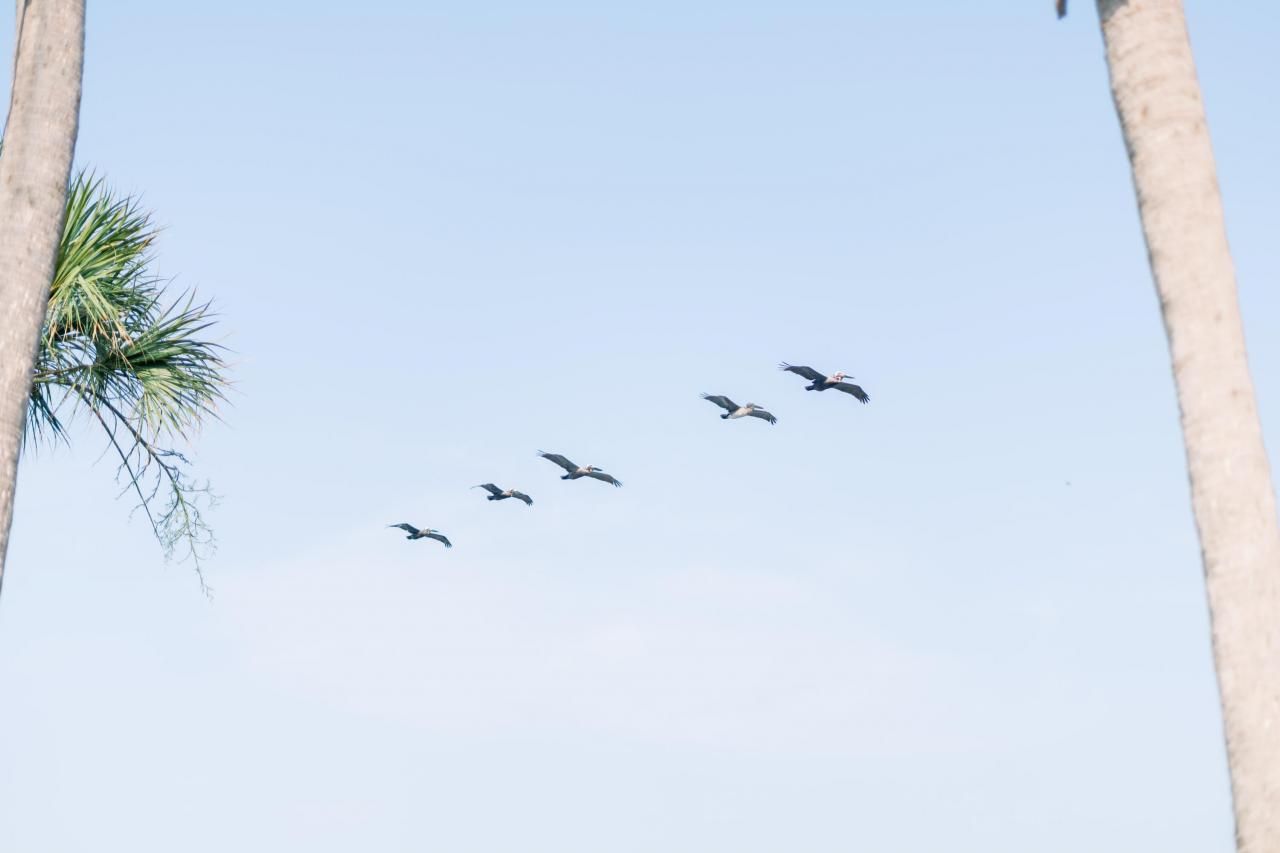 1331 Pelican Watch Villas Photo 54