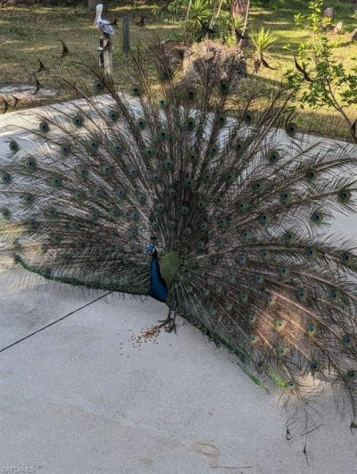 39200 Cook Brown Rd, Punta Gorda, FL 33982 Photo