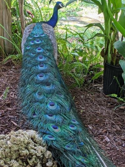 39200 Cook Brown Rd, Punta Gorda, FL 33982 Photo