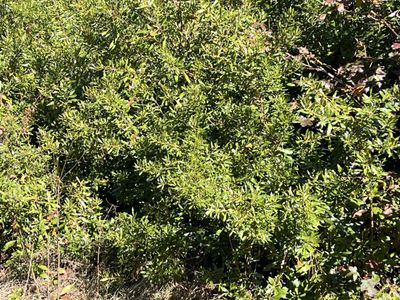 0 Ardwick Road, Charleston, SC 29425