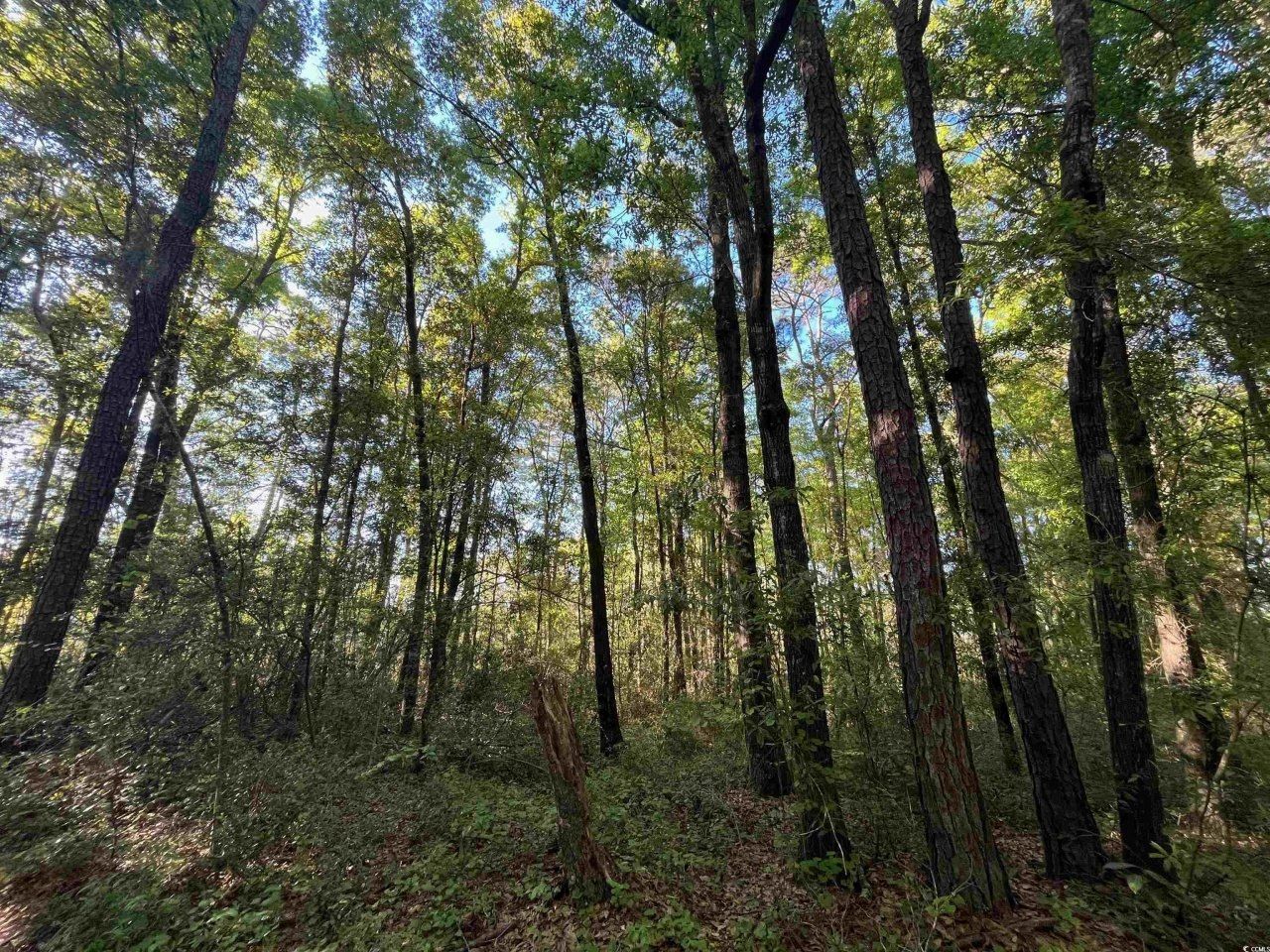 135 Ben Horry Trail Photo 7