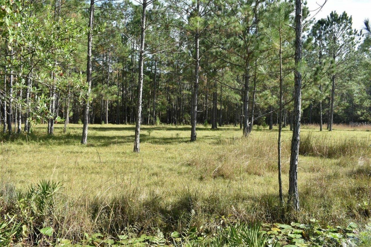 Berry Groves Rd Drive, Clermont, FL 34714 Photo