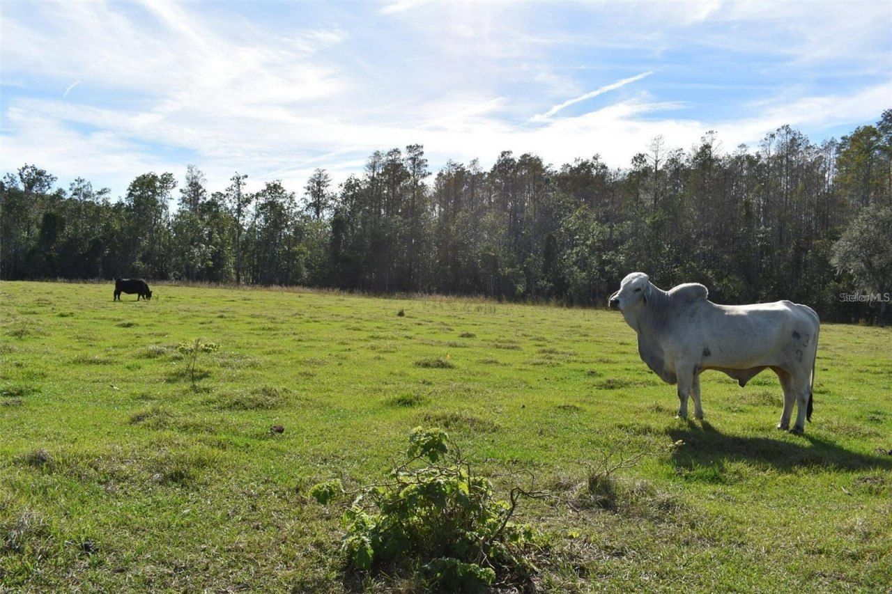 Berry Groves Rd Drive, Clermont, FL 34714 Photo