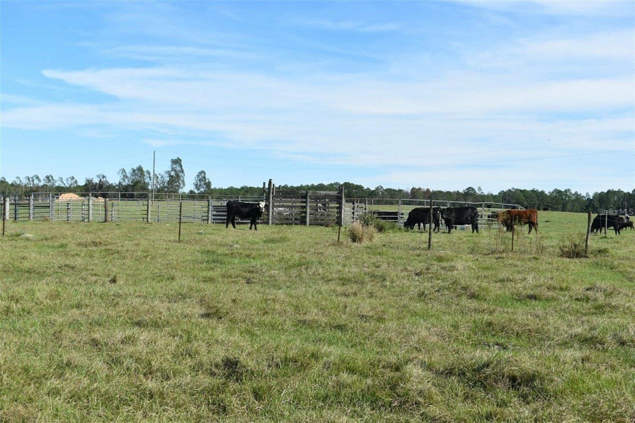 Berry Groves Rd Drive, Clermont, FL 34714 Photo