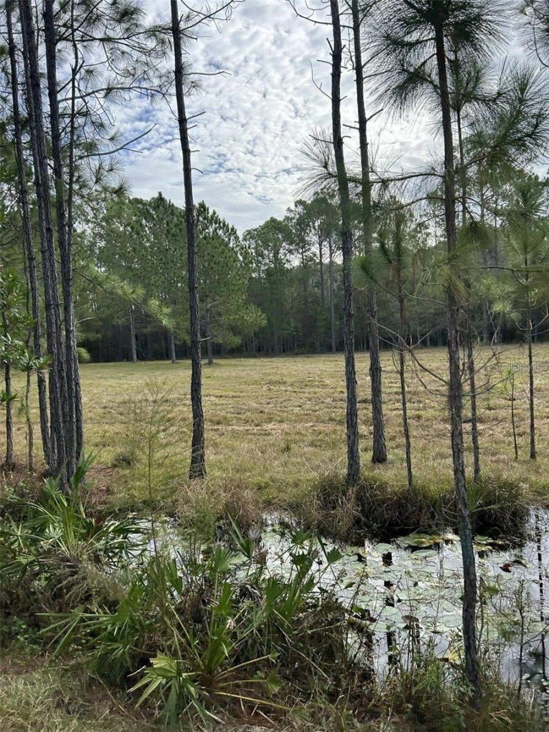 Berry Groves Rd Drive, Clermont, FL 34714 Photo