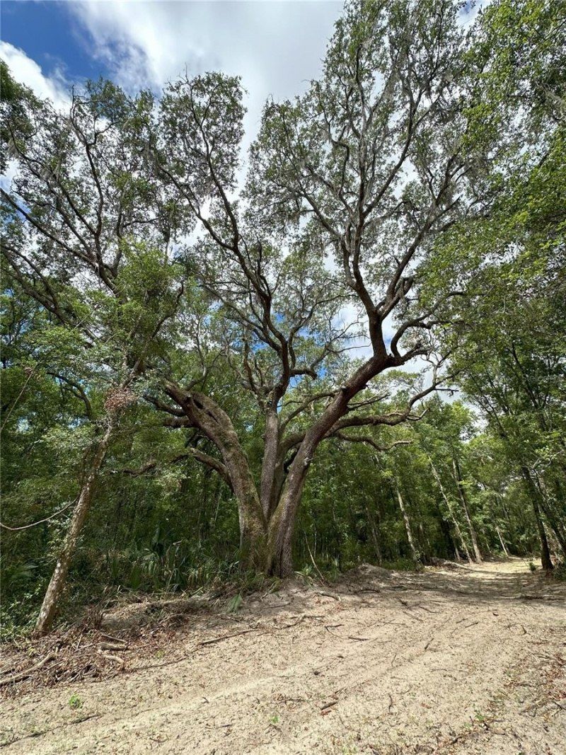 55ac W Hwy 318, Reddick, FL 32686 Photo