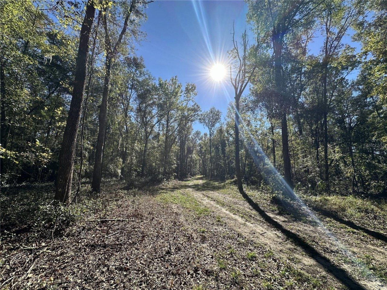 55ac W Hwy 318, Reddick, FL 32686 Photo
