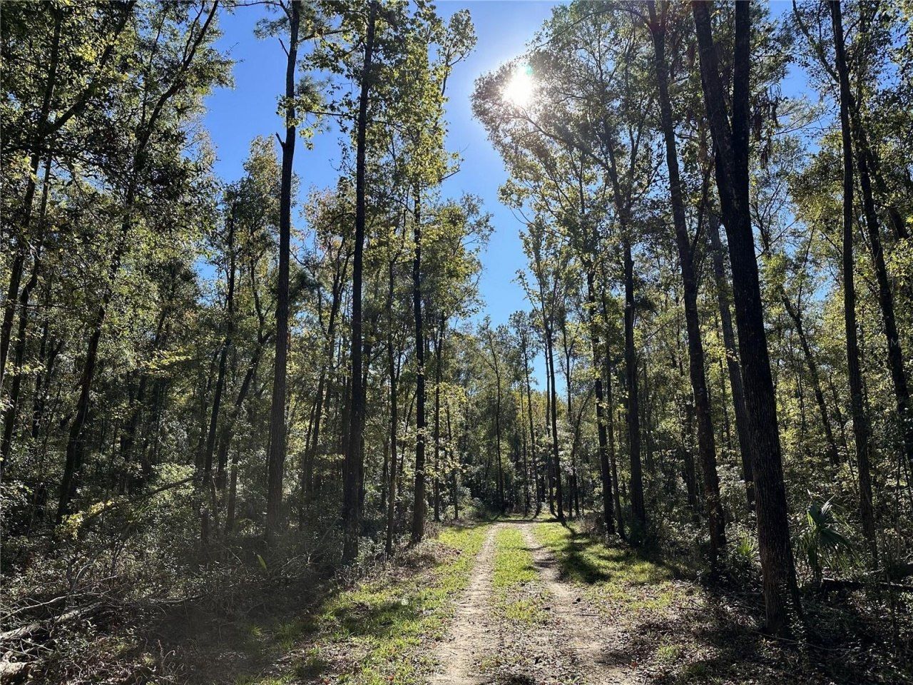 55ac W Hwy 318, Reddick, FL 32686 Photo