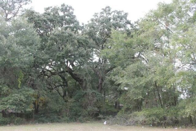 0 Dorchester Road Photo 10