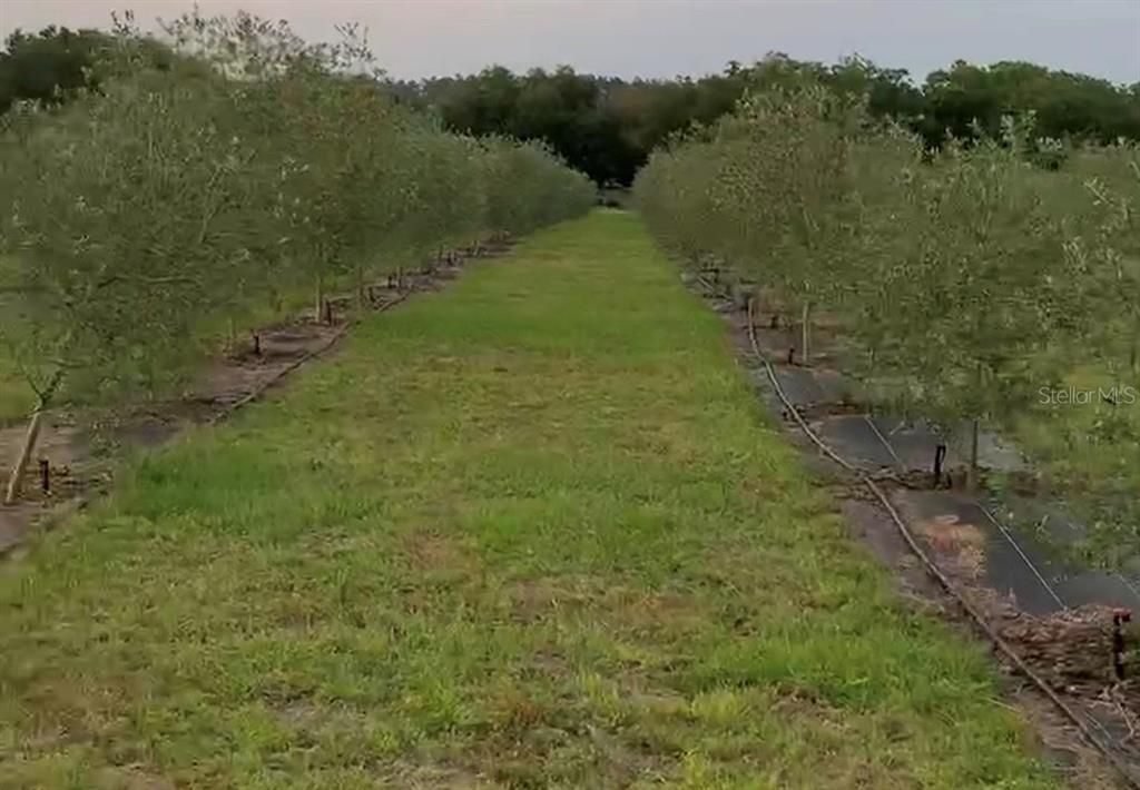 9229 Fort King Rd Road, Dade City, FL 33525 Photo