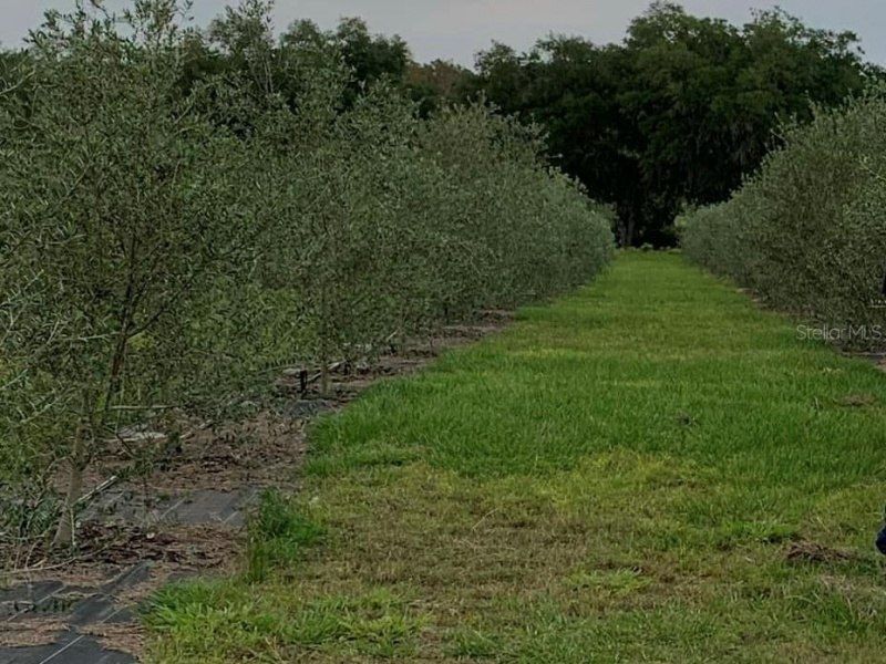 9229 Fort King Rd Road, Dade City, FL 33525 Photo