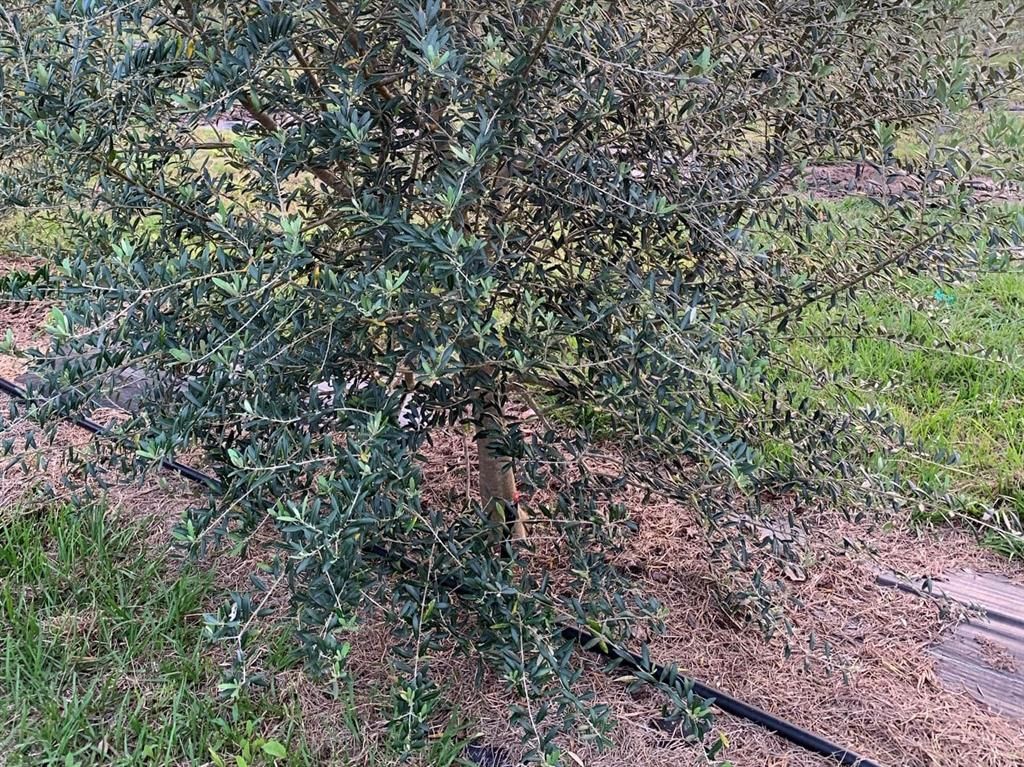 9229 Fort King Rd Road, Dade City, FL 33525 Photo