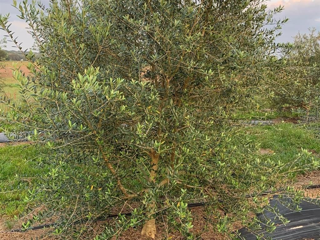 9229 Fort King Rd Road, Dade City, FL 33525 Photo