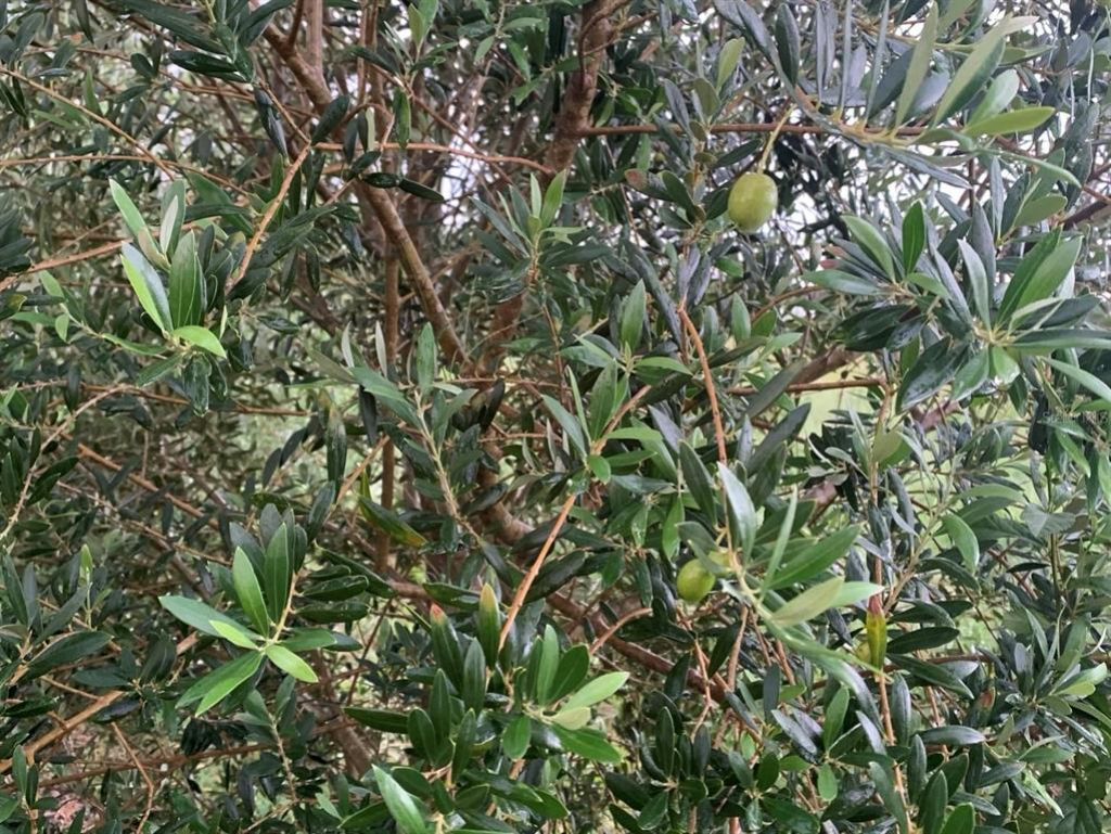 9229 Fort King Rd Road, Dade City, FL 33525 Photo