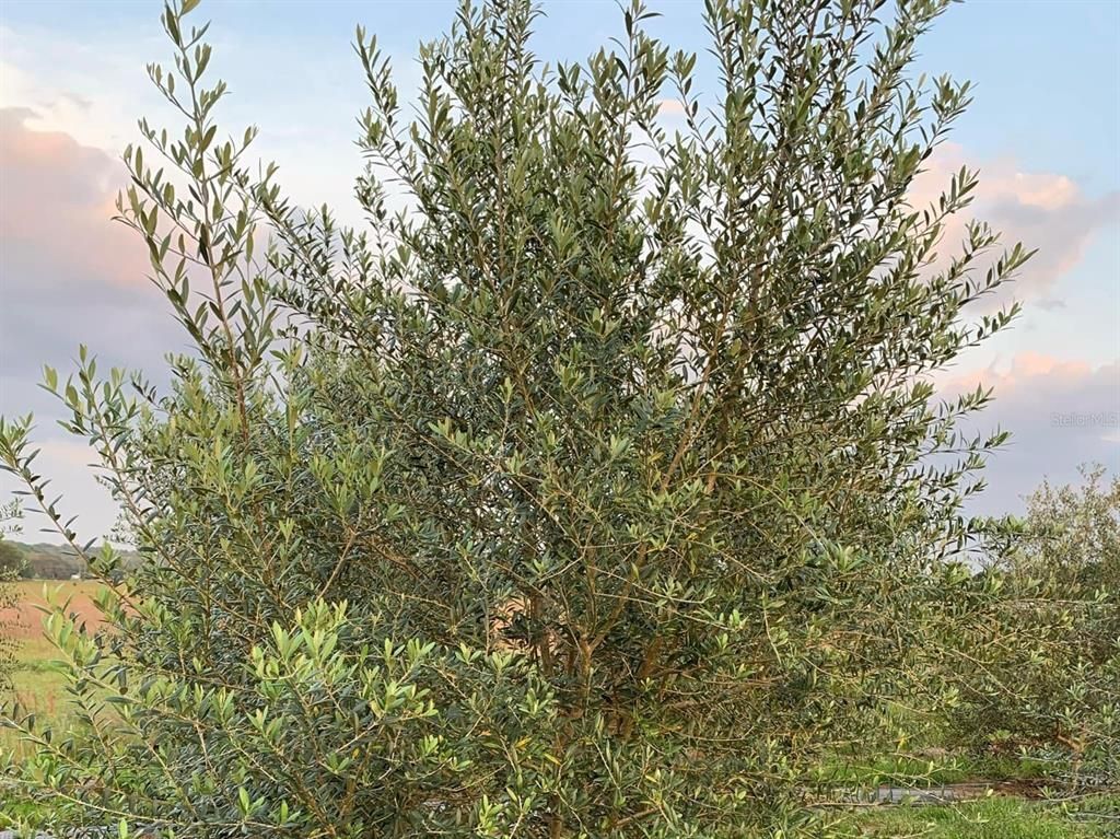 9229 Fort King Rd Road, Dade City, FL 33525 Photo