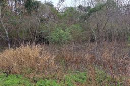 01 Muldoon Drive photo 4